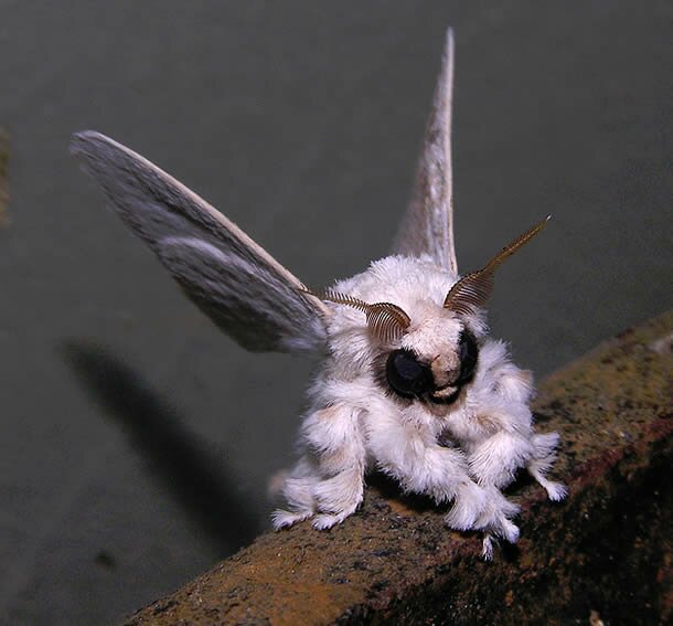 poodle_moth